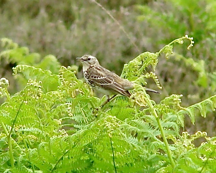 tree pipit